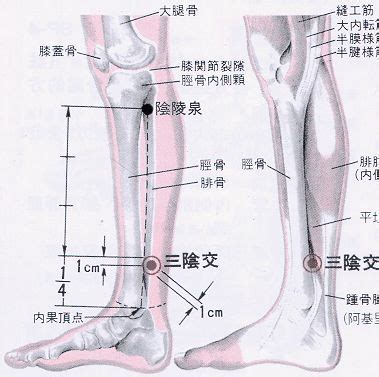 源穴|醫砭 » 經穴庫 » 關元